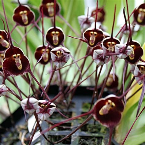 These Cheeky Orchids Look Exactly Like Monkeys And We Need Them ASAP