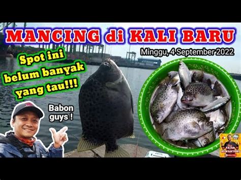 Dapat Ikan Kiper Babon Mancing Di Kali Baru Minggu September