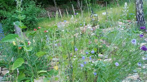 Gartenrundgang Juli 2023 tolle Blumen und Schmetterlinge Rankgerüst