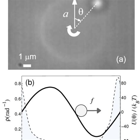 A Snapshot Of The Colloidal Particle In The Toroidal Optical Trap