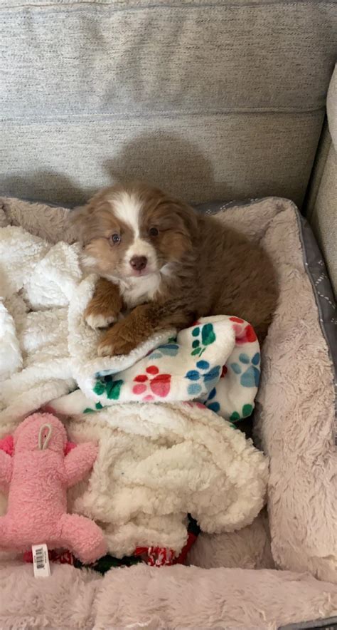 Meet Laena Rminiaussie