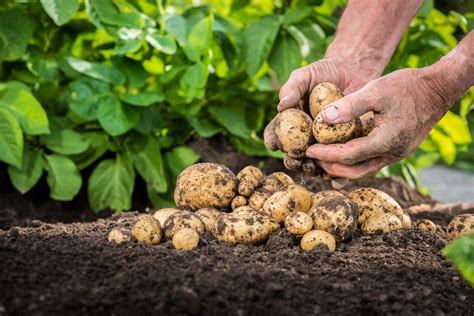 Quelles Sont Les Meilleures Techniques Pour Maximiser Le Rendement De