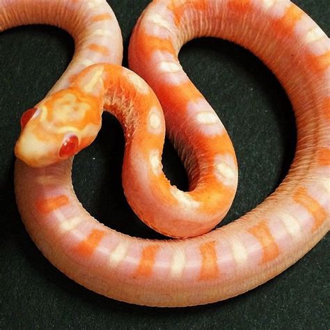 Malformalady Albino Scaleless Cornsnake Photo Credit Brian Barczyk