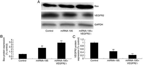 Mirna Suppresses Cell Proliferation Of Ovarian Cancer Cell By