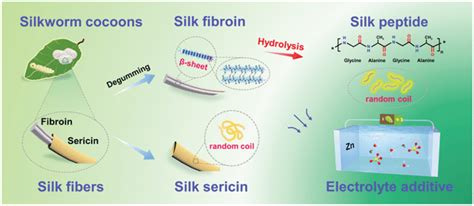 Schematic Illustration Of The Relationship Among Silk Sericin Fibroin