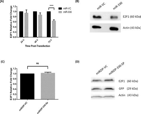 Alterations In E2f1 Protein Expression With Mir 330 Overexpression And