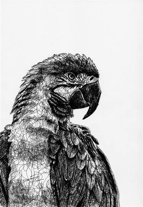 Animal Pen Drawings