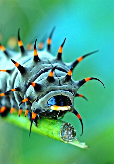 Close Up Cairns Birdwing Caterpillar By Jenny Dean Redbubble