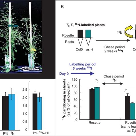 Pdf Nitrogen Uptake Assimilation And Remobilization In Plants Challenges For Sustainable And