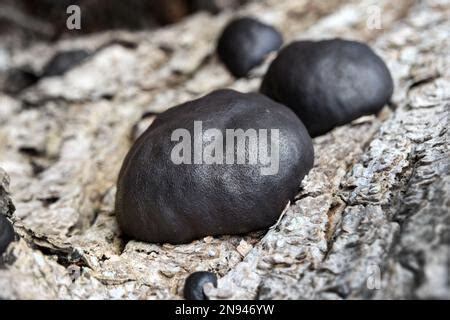 King Alfreds Cakes Mushrooms Also Known As Cramp Balls Daldinia