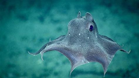 Emperador Dumbo: Así es la hermosa especie de pulpo recién descubierta