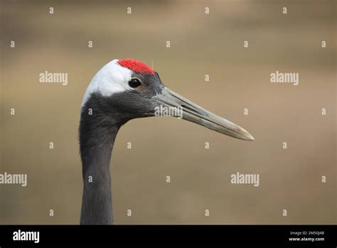 Head Of Red Crowned Crane Grus Japonensis Cranes Crane Captive