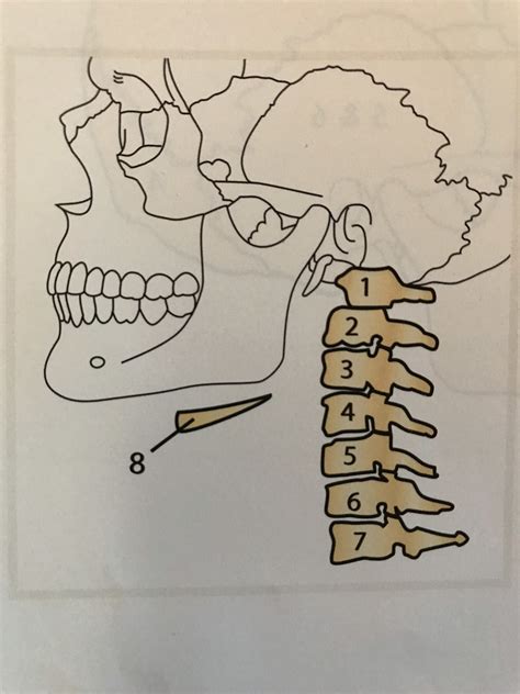 Neck Bones Diagram | Quizlet