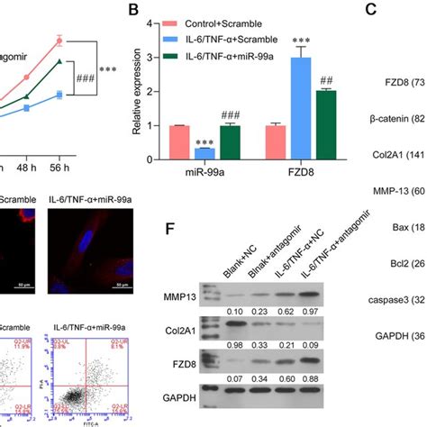 Overexpression Of Mir 99a Attenuated Il 6 Tnf α‐induced Ecm Degradation