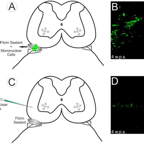 Glial Fibrillary Acidic Protein GFAP In The Spinal Cord Ventral