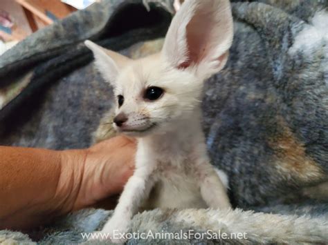 Fennec Fox For Sale