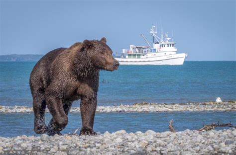 Bears Of Katmai Immersion Experience