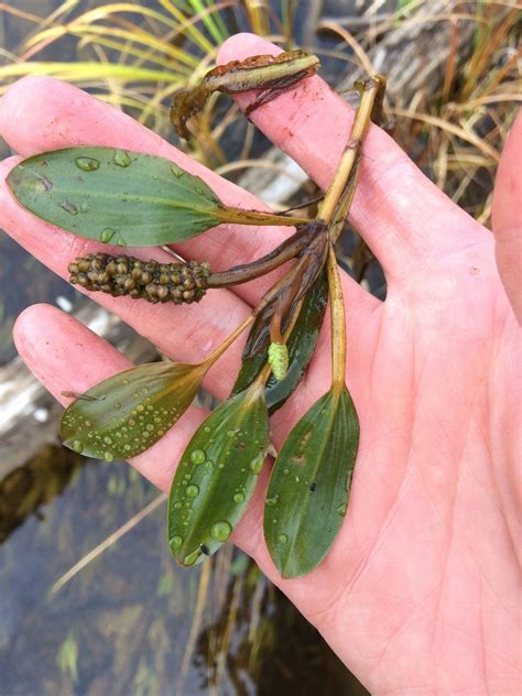 Broad Leaved Pondweed Adirondack Research Guidebook Inaturalist