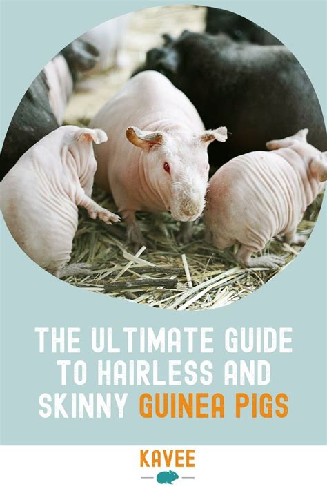 The Ultimate Guide To Hairless And Skinny Guinea Pigs Artofit