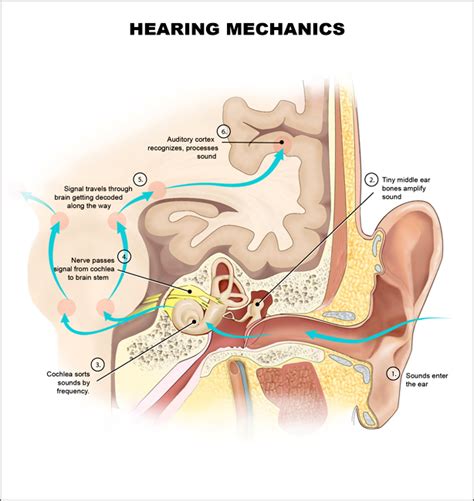 How Do Humans Hear Sound 6 Steps