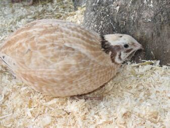 Quail Breeds | About Quail | Quails | Guide | Omlet US