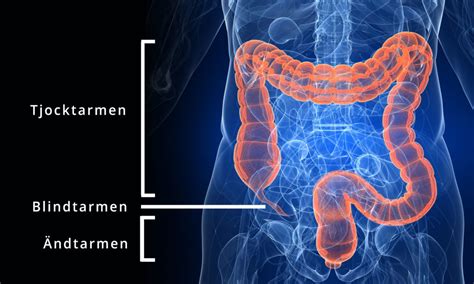 Tarmens Funktion Tarmsjukdomar Se