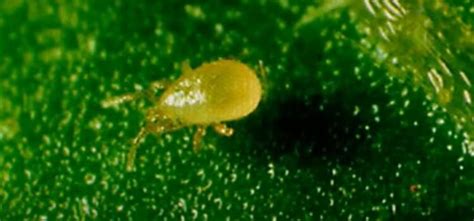 How To Get Rid Of Thrips And Springtails Easy Step