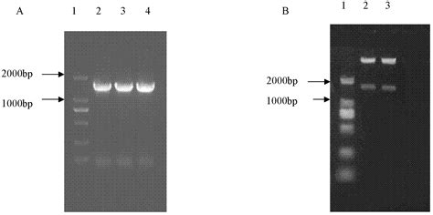 Protein Associated With Hexose Transport And Coding Gene And