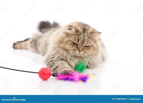 Cute Persian Cat Playing Toy Stock Photo Image Of Blue Pretty 72380188