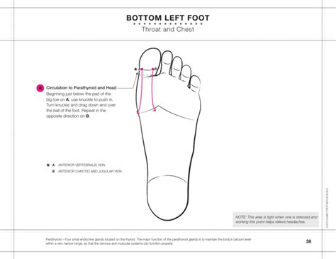 BOTTOm LEFT FOOT - Family Foot Reflexology