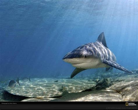 Fond D Cran Mer Poisson National Geographic Grand Requin Blanc