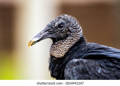 Naked Birds Stock Photos Images Photography Shutterstock