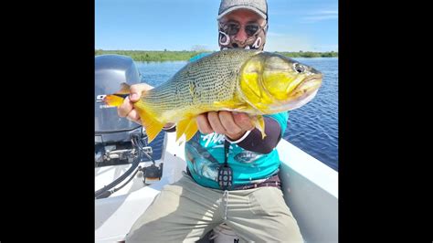 Pesca De Dorados Y Surubies En Esquina Youtube