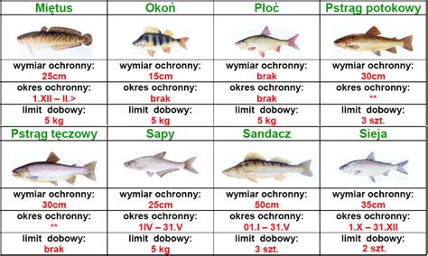 Okresy ochronne wymiary i limity połowu ryb Blog wędkarski