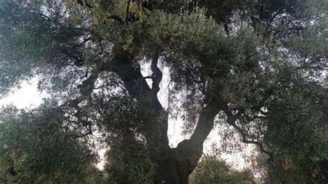 Nuova Sottospecie Di Xylella Nel Barese A Rischio Anche I Giardini