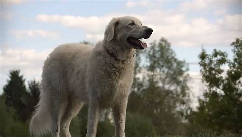 Kuvasz Breed Info And Guide World Dog Finder