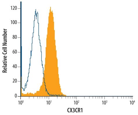 CX3CR1 Antibody Unconjugated AF5825 Novus Biologicals