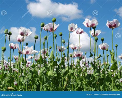 Field of opium poppy stock photo. Image of papaver, opium - 20117004