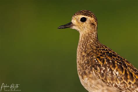 Pacific Golden Plover Pacific Golden Plover Pluvialis Fulv Flickr