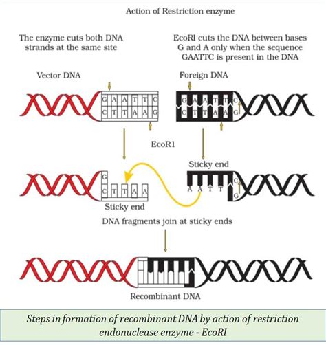 Biotechnology Principles And Processes Ncert Easybiologyclass