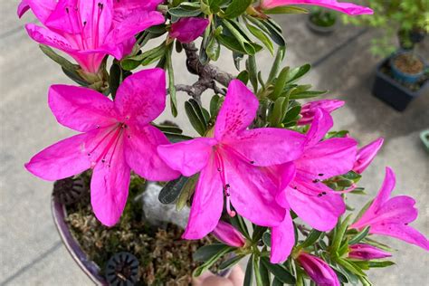 Rhododendron Indicum A Stunning Azalea Species FlowersLib