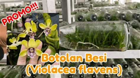 Promo Anggrek Dendrobium Besi Botolan Violaceo Flavens Spesies