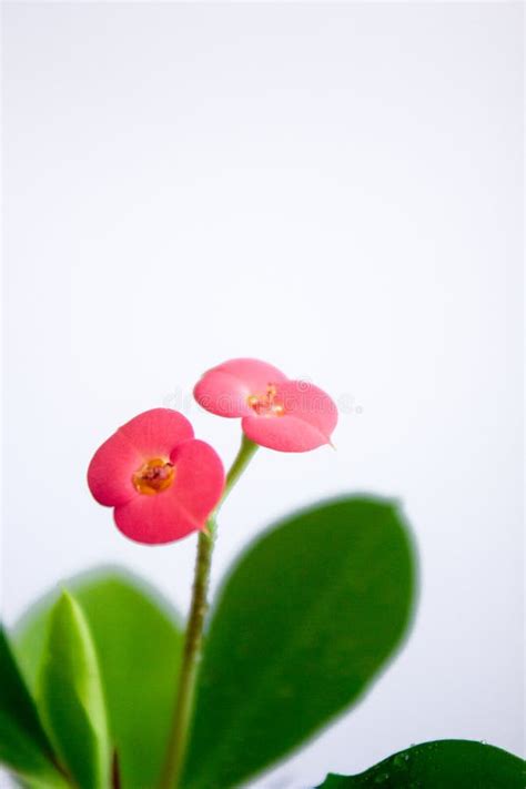 Crown Of Thorns Christ Thorn Euphorbia Milii Home Plant Stock Photo