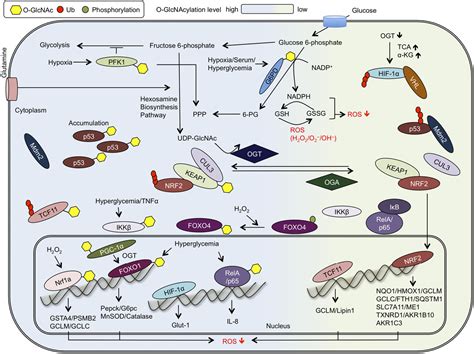 Figure From Functional Crosstalk Among Oxidative Stress And O Glcnac