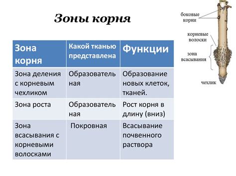 Органы цветковых растений - презентация онлайн