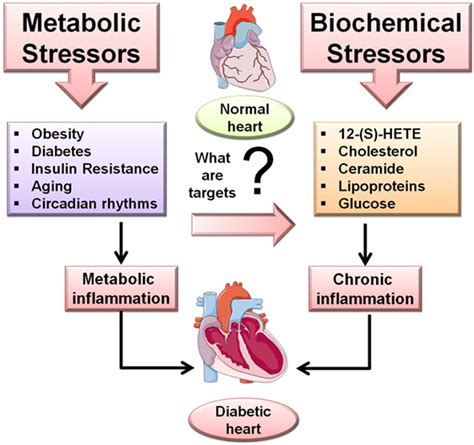 Frontiers Metabolic And Biochemical Stressors In Diabetic