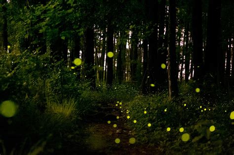 Fireflies At Night Hd