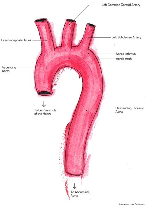 Arch Of Aorta And Its Branches