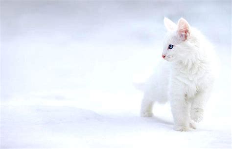 Cute Winter Cat Wallpapers - Top Free Cute Winter Cat Backgrounds ...