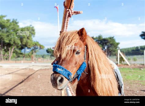 Sweet pony horse Stock Photo - Alamy
